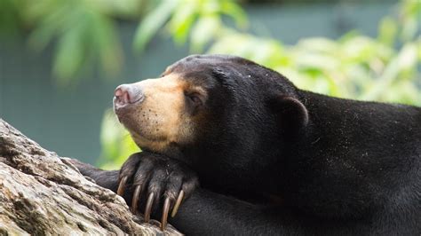 Sun Bear | Perth Zoo