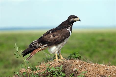 Augur buzzard - Alchetron, The Free Social Encyclopedia