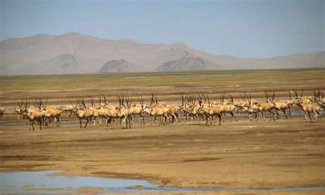 Tibetan Antelope | Pages | WWF