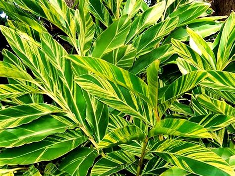 Alpinia Zerumbet Variegated | PLANTS WHITSUNDAY