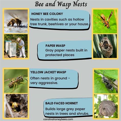 Bee Nest vs Wasp Nest: Which One Is it? - Carolina Honeybees