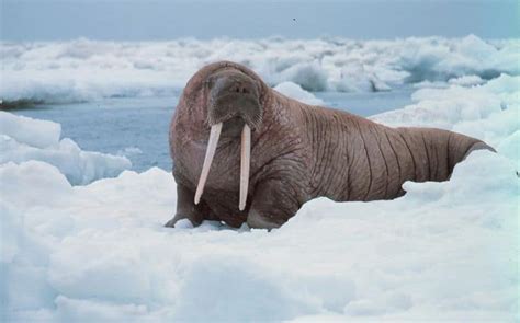 Walrus - A-Z Animals