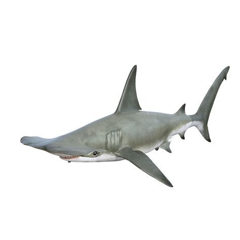 Shark 3d model illustration 10922178 PNG