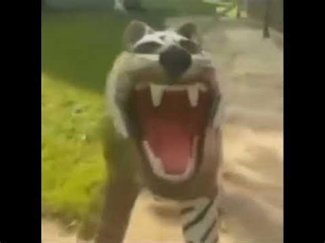 Laughing Tiger Meme - YouTube