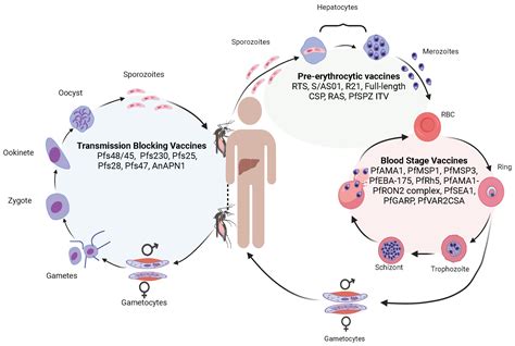 Plasmodium Vivax Life Cycle Animation