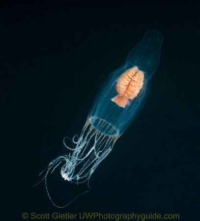 Jellyfish, Salps, Pelagic Invertebrates|Underwater Photography Guide