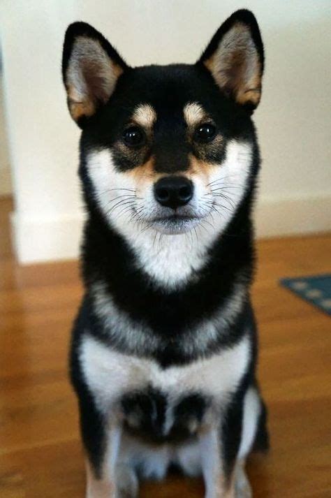 Black and Tan Shiba Inu. Learn all about the Shiba Inu breed at www ...