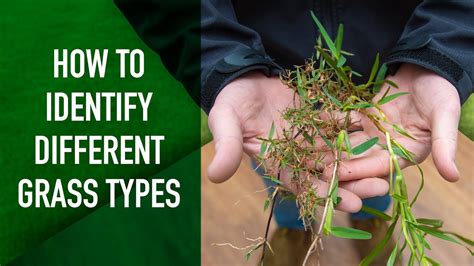 How to Identify Different Grass Types - YouTube