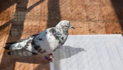 Tippler Pigeons: Breed Information & Facts – Pigeonpedia