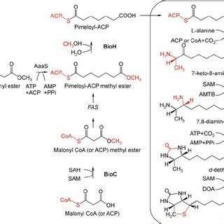 (PDF) Biotin biosynthesis in Mycobacterium tuberculosis: Physiology ...