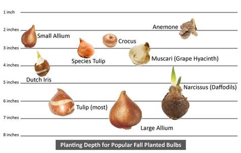 When to Plant Spring Blooming Bulbs in Colorado — Plant Something - Colorado