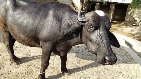 Watch nili Ravi buffalo for sale 22_6_2020 in Punjab Pakistan on YouTube - YouTube