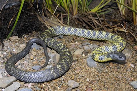 Tasmanian Tiger Snake (Notechis scutatus) | Gary Stephenson | Flickr