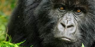 Mountain gorilla threats - Facts threatening the gorillas - Pamoja Safaris