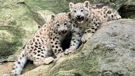 Rare snow leopard cubs make debut at Bronx Zoo - ABC7 Chicago