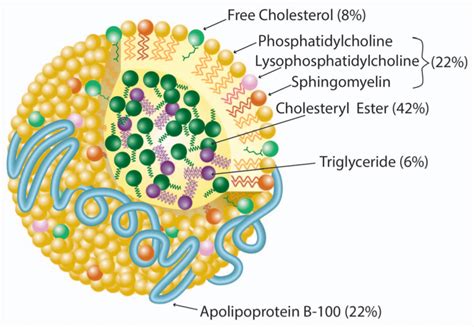 Hdl Vs Ldl Structure