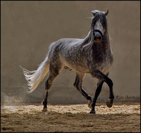 ridiculously gorgeous equines : Photo | Horses, Dapple grey horses, Grey horse