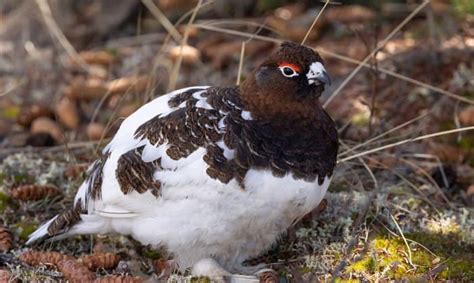 What Is the State Bird of Alaska - The Willow Ptarmigan