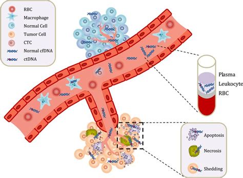 Cell-free Circulating Tumor DNA (ctDNA) in Metastatic Renal Cell ...