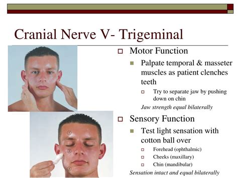 Ppt Cranial Nerve Function A P Review Powerpoint | My XXX Hot Girl