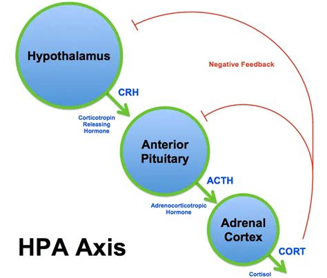 Know your brain: HPA axis