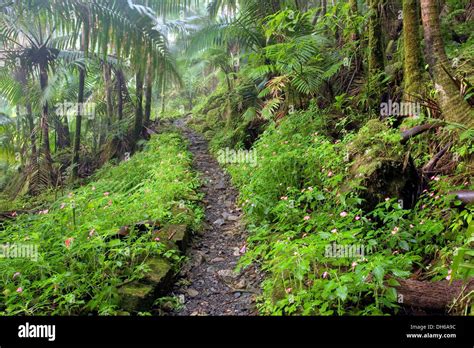 Trail through rain forest, El Yunque (Caribbean National Forest), Puerto Rico Stock Photo - Alamy