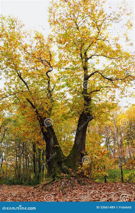 Old Chestnut Tree Royalty Free Stock Images - Image: 33661489