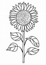 Sunflower coloring  Flower Coloring Pages For Kids Page Page/36/ sketch template