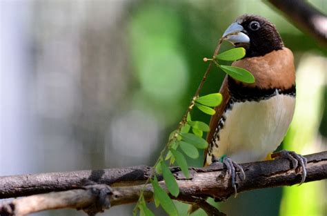 Fact Sheet: Australian Finches – The Avicultural Society of Australia