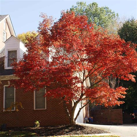 Red Japanese Maple Trees for Sale– FastGrowingTrees.com