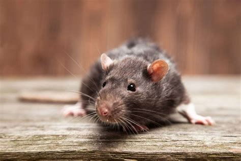 How To Identify Rat Poop | Outdoor Pests