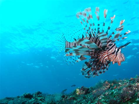 Diving in Bali Padang Bai with Diving Indo | Dive the Blue Lagoon