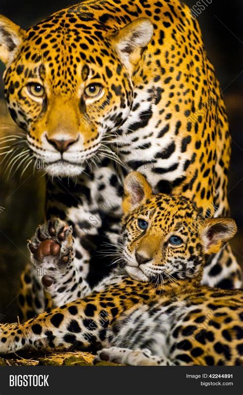 Jaguar Cubs Image & Photo (Free Trial) | Bigstock