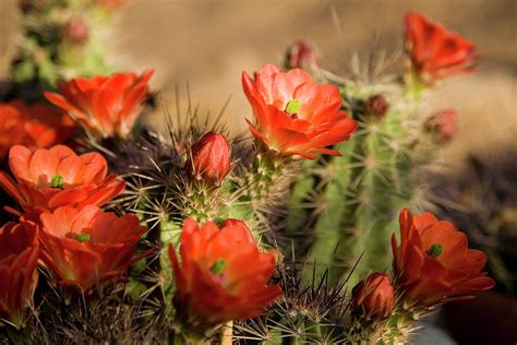 Bright Orange Cactus Flowers Photograph by Vallariee