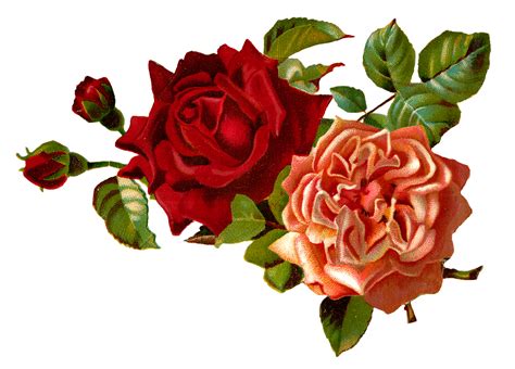 Stock rose clipart 20 free Cliparts | Download images on Clipground 2024