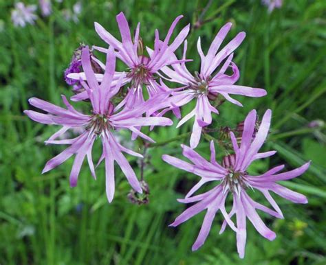 Ragged robin is a wetland wildflower with deep pink flowers