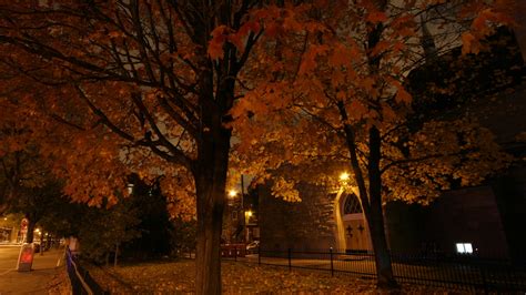 fond d'écran 128k,arbre,feuille,la nature,nuit,plante ligneuse (#343242 ...