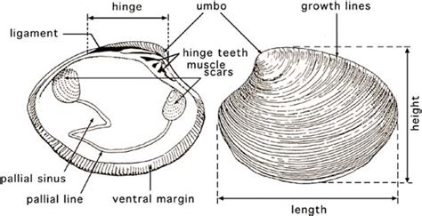 Clam External Anatomy