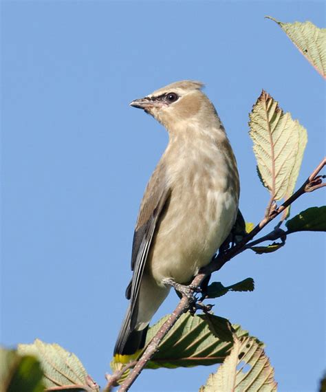 Juvenile Cedar Waxwing | Flickr - Photo Sharing!