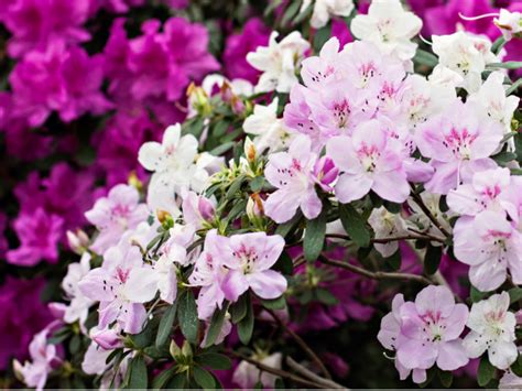 Pruning Azaleas: How to Keep Them Healthy and Beautiful this Summer