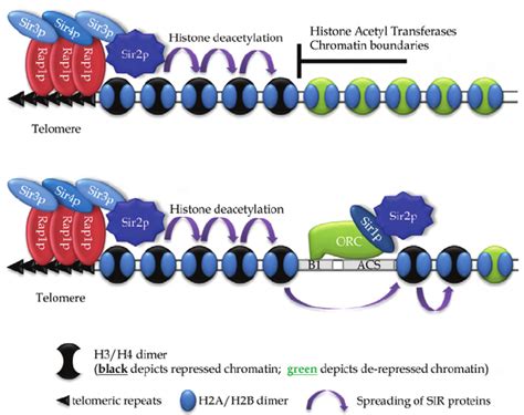 Gene silencing at the telomeres - Rap1p binds to the telomere and... | Download Scientific Diagram