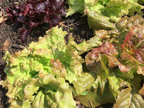 Bitter Lettuce: Why Your Lettuce Is Bitter And How To Fix It | Bitter ...