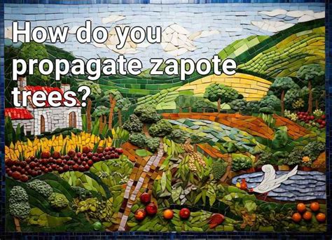 How do you propagate zapote trees? – Agriculture.Gov.Capital