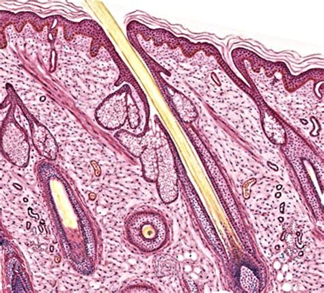 The Skin - Dr. Kasem Histology Homepage