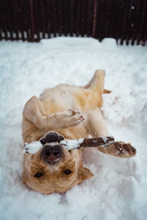 Snow Dog Photos, Download The BEST Free Snow Dog Stock Photos & HD Images