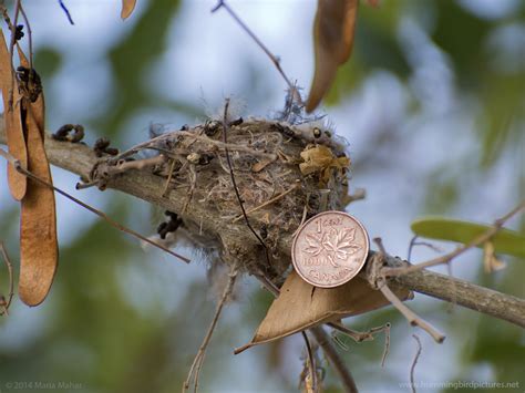 How small is a hummingbird nest?