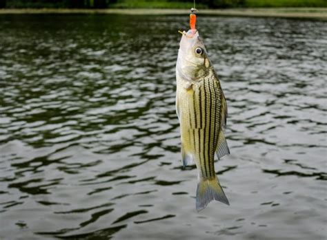 Everything There is to Know About Yellow Bass - Fishmasters.com