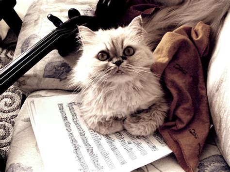 music cat by keeru on DeviantArt