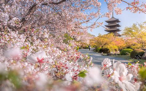 To-ji Temple, spring, Kyoto, Buddhist temple, sakura, cherry blossom, morning, HD wallpaper | Peakpx