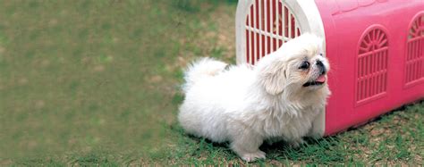 How to Kennel Train a Shih Tzu Puppy | Wag!